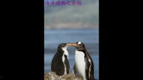 小企鹅在线视频